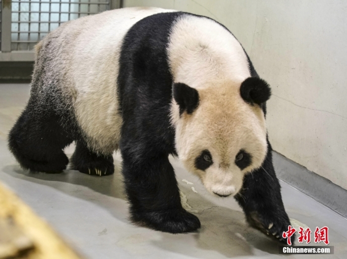 2022年11月2日，大熊貓團(tuán)團(tuán)在臺(tái)北市立動(dòng)物園內(nèi)散步。圖片來源：視覺中國(guó)