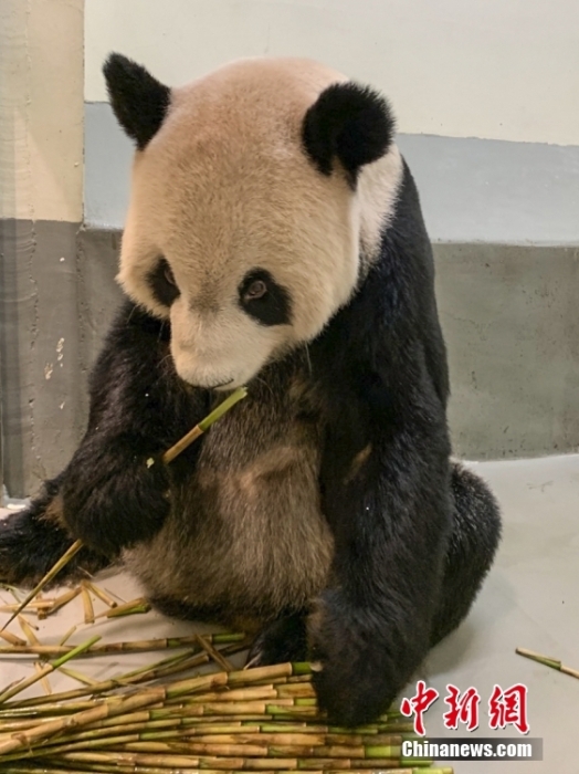 2022年11月2日，大熊貓團(tuán)團(tuán)在臺(tái)北市立動(dòng)物園內(nèi)吃竹筍。圖片來源：視覺中國(guó)