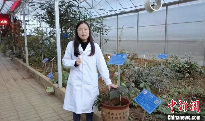 工作人員在貴州中醫(yī)藥大學(xué)的民族醫(yī)藥種植大棚進(jìn)行講解?！≈苎嗔?攝