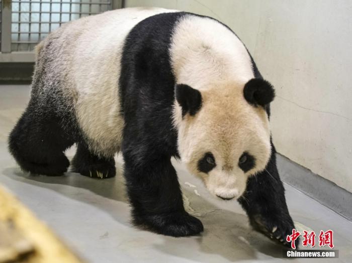 資料圖：2022年11月2日，大熊貓團(tuán)團(tuán)在臺北市立動物園內(nèi)散步。圖片來源：視覺中國