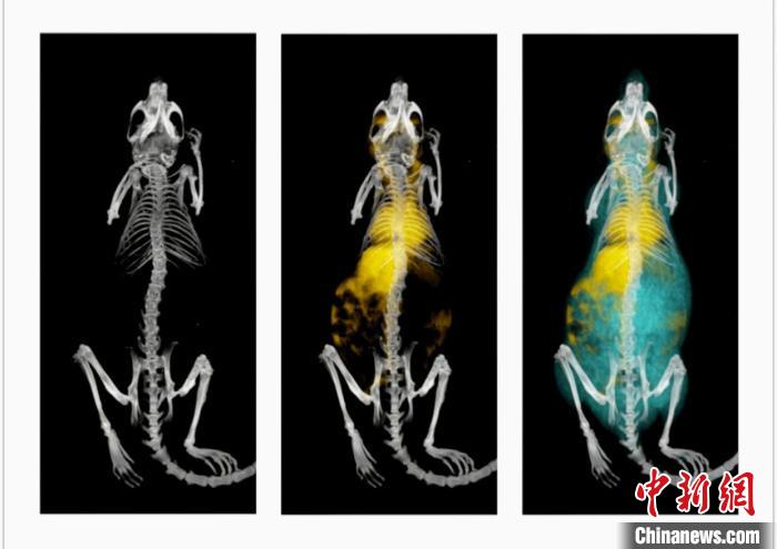 鼠釓劑造影成像?！≈锌圃焊吣芩?供圖
