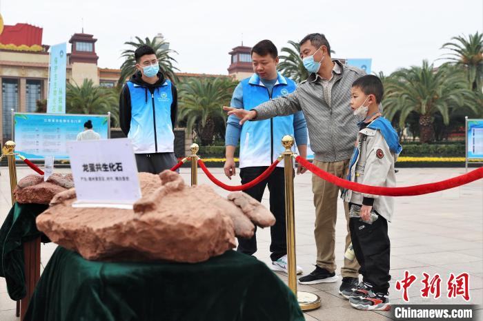 圖為2022年度江西省古生物化石保護(hù)利用科普宣傳活動(dòng)南昌分會(huì)場(chǎng)，一位家長(zhǎng)帶著孩子在觀看恐龍蛋化石?！⒘?攝