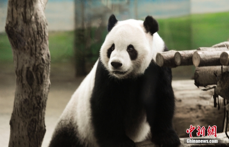 資料圖：2013年8月4日，臺(tái)北市立動(dòng)物園內(nèi)熊貓館的大熊貓“團(tuán)團(tuán)”。當(dāng)日，大熊貓寶寶“圓仔”的滿(mǎn)月，臺(tái)北市立動(dòng)物園熊貓館人聲鼎沸，因媽媽“圓圓”坐月子無(wú)法同大家見(jiàn)面，大熊貓爸爸“團(tuán)團(tuán)”就成了民眾參觀的目標(biāo)。<a target='_blank' href='/'>中新社</a>記者 劉震 攝