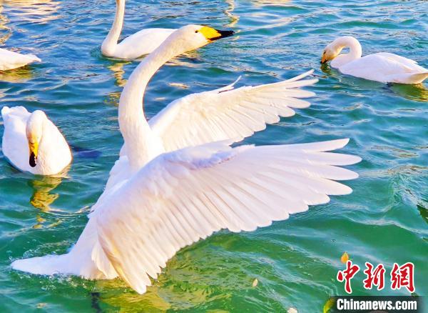 新疆庫爾勒市杜鵑河畔成群的天鵝在水中暢游，它們時而梳理羽毛，時而歡暢嬉戲。　吳俊 攝