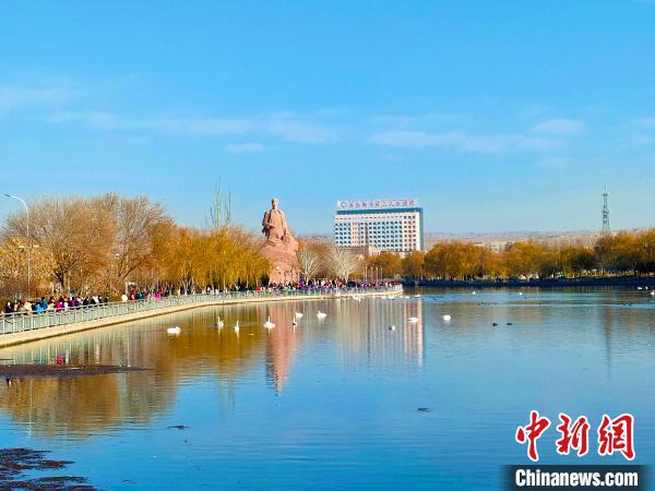 新疆庫爾勒杜鵑河上天鵝成群，吸引了不少市民駐足欣賞、拍照。　吳俊 攝