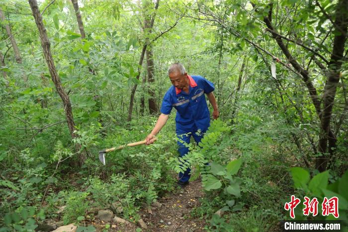 圖為張鶴珊巡護(hù)中用鐮刀開(kāi)路。(資料圖) 曹建雄 攝