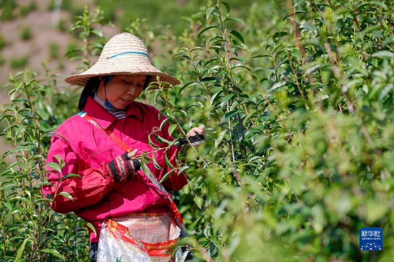 3月28日，茶農(nóng)在祁門縣一處生態(tài)茶園里采摘祁門紅茶鮮葉。（圖源：新華社）