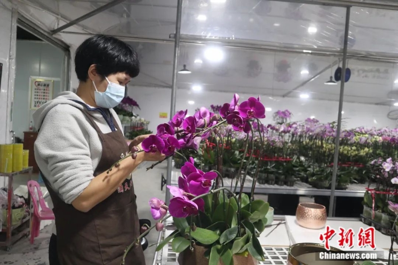 圖為嶺南花卉市場一名店員正在修剪蝴蝶蘭。<a target='_blank' href='/'>中新社</a>記者 孫秋霞 攝