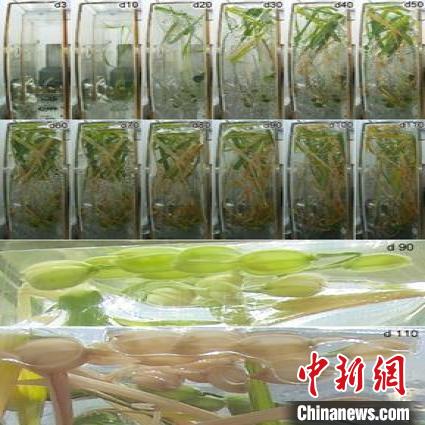 國際首次！中科院團(tuán)隊(duì)在中國空間站完成實(shí)驗(yàn)獲得水稻種子