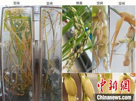 空間水稻原生稻和再生稻圖片，顯示空間稻穗與穎殼張開的表型?！≈锌圃悍肿又参锟茖W(xué)卓越創(chuàng)新中心 供圖
