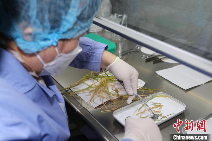 中科院分子植物卓越中心鄭慧瓊研究員對(duì)返回實(shí)驗(yàn)樣品進(jìn)行分解與固化?！≈锌圃嚎臻g應(yīng)用中心 供圖