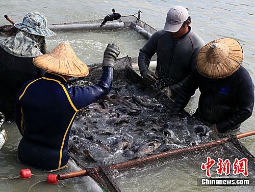 資料圖：臺(tái)灣漁民正在捕撈石斑魚。<a target='_blank' href='/'>中新社</a>記者 關(guān)向東 攝