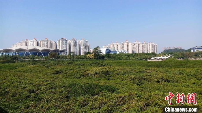 圖為防城港市北部灣海洋文化公園內(nèi)紅樹林郁郁蔥蔥。　馮抒敏 攝