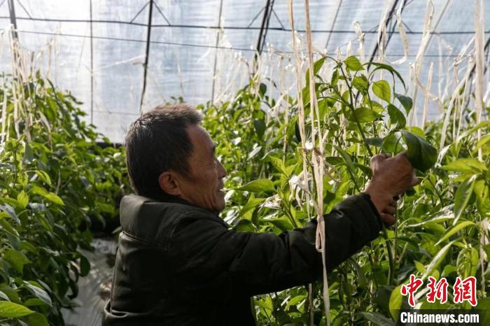 山西省襄垣縣種植農(nóng)戶“貓冬”致富“不打烊”?！⊥醭?攝