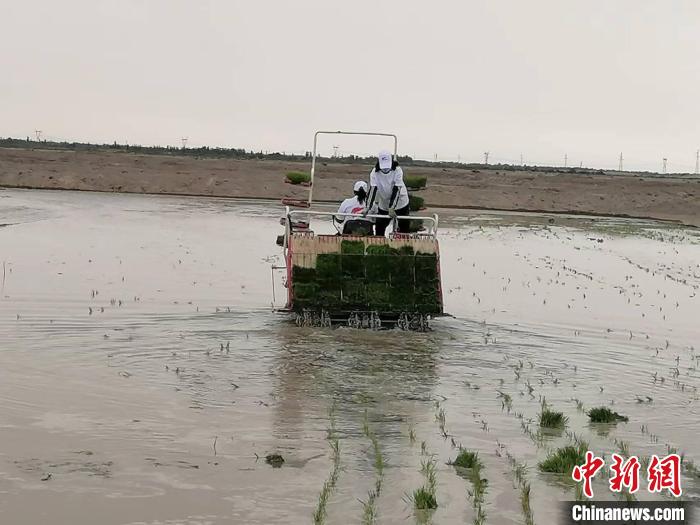 海水稻緣何在離海最遠(yuǎn)的新疆獲得高產(chǎn)？