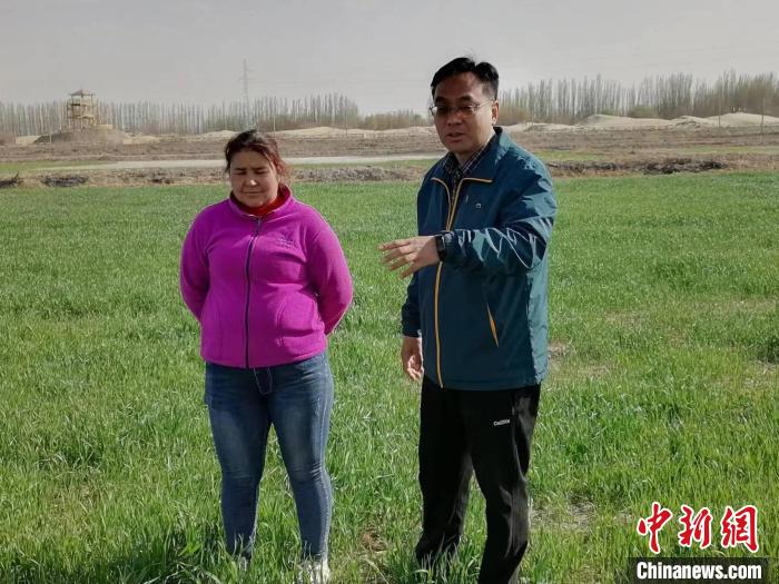 新疆喀什地區(qū)岳普湖海水稻種植基地將重度鹽堿地改造成良田，實(shí)現(xiàn)稻麥兩作，為農(nóng)民帶來(lái)不菲收益。資料圖 朱景朝 攝