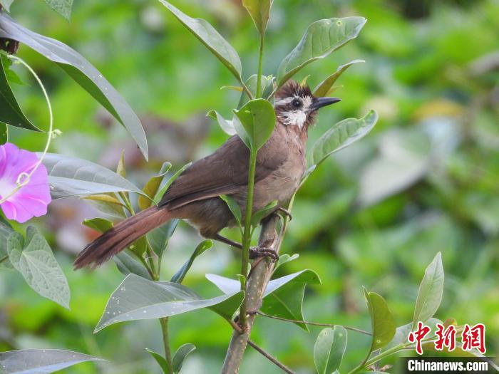 圖為鳥類白頰噪鹛?！≠F陽市委宣傳部供圖