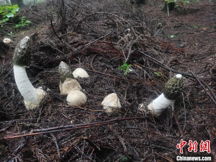 圖為真菌類冬蓀?！≠F陽市委宣傳部供圖