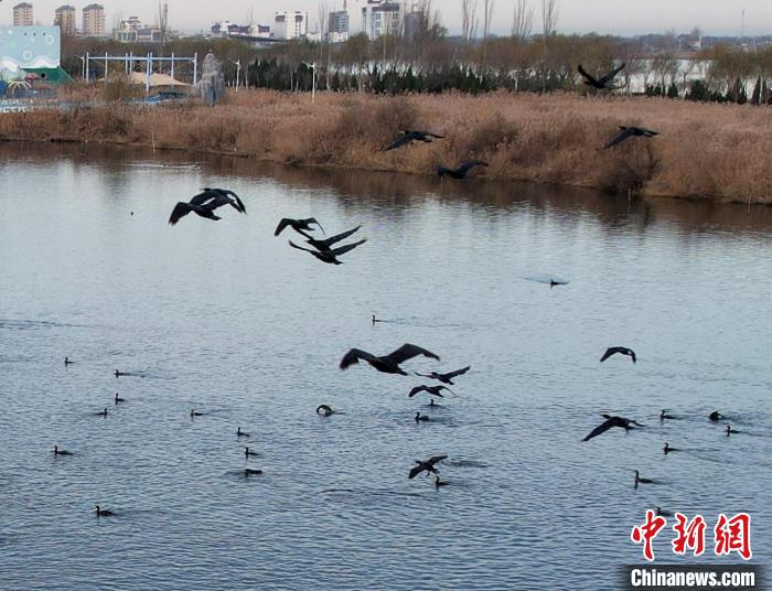 鸕鶿不但能潛水捕魚，也善于飛翔?！⊥蹊F良 攝