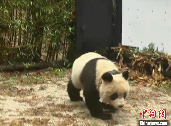 大熊貓“淘淘”放歸?！≈袊?guó)大熊貓保護(hù)研究中心供圖