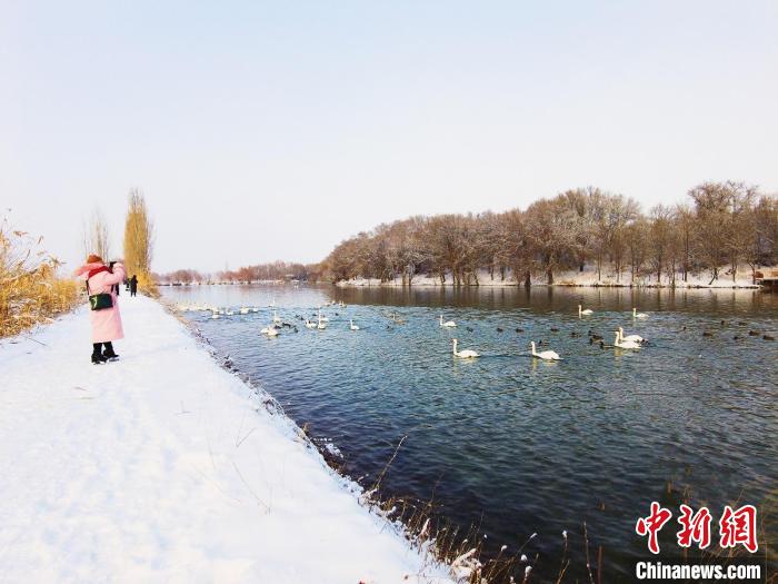 生態(tài)變好，濕地天鵝越來越多，吸引攝影愛好者和游客前來欣賞拍照?！￡愒伱?攝