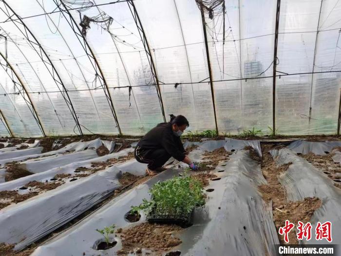 圖為內(nèi)蒙古赤峰市林西縣農(nóng)民在大棚里干活(資料圖)。　陳曉云 攝