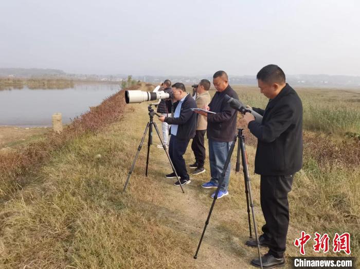 洞庭湖記錄越冬水鳥37.83萬只黑臉琵鷺時隔五年再現(xiàn)身