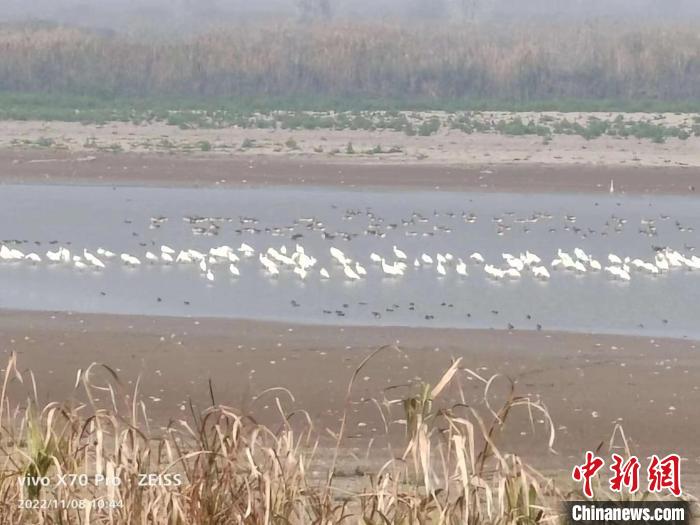 監(jiān)測技術(shù)人員在西洞庭湖觀測到的鳥類?！『鲜×謽I(yè)局供圖