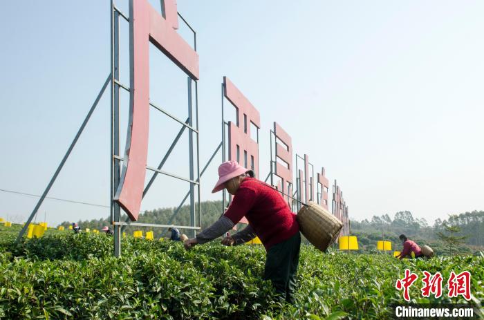民眾在廣西靈山有機(jī)茶葉種植示范基地采茶?！〉岳顝?qiáng) 攝