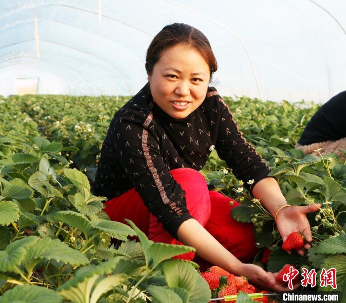 安徽省五河縣草莓大棚內(nèi)“紅顏”品種的草莓?！⒑?攝