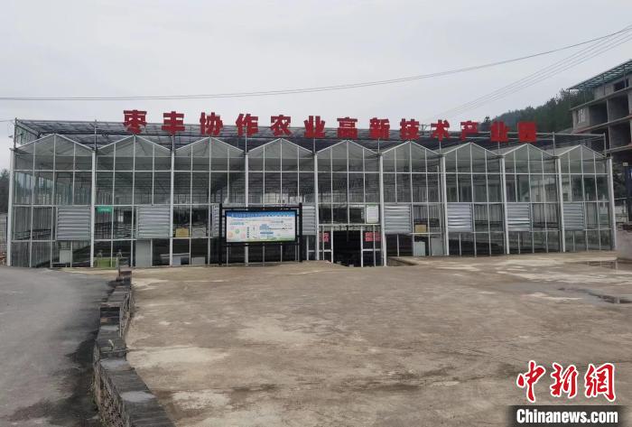 圖為位于豐都縣仙女湖鎮(zhèn)的棗豐協(xié)作農(nóng)業(yè)高新技術(shù)產(chǎn)業(yè)園。　楊夢(mèng)逸 攝