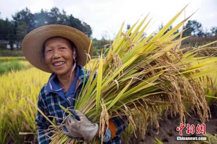 資料圖 圖為農(nóng)民喜獲豐收。劉興敏 攝
