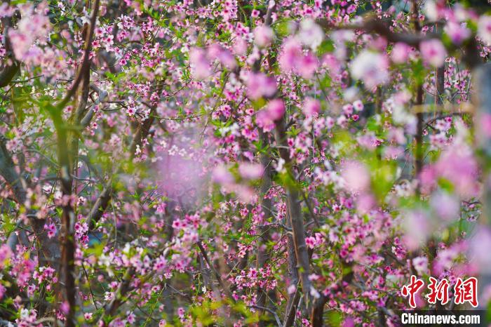 圖為盛開(kāi)的桃花?！『鷩?guó)凱 攝