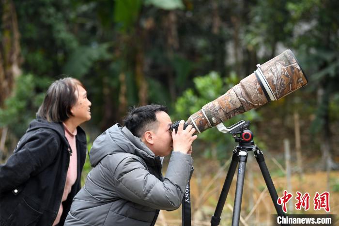 探秘廣西邊城小村莊：昔日村民獵飛禽如今“人來(lái)鳥不驚”
