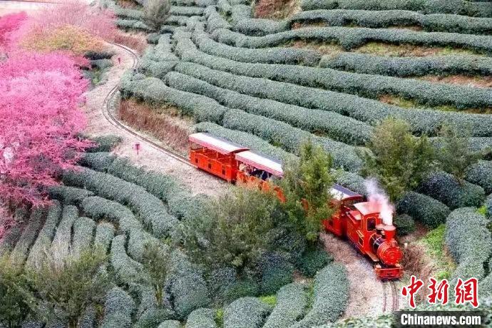 為增強(qiáng)游客體驗(yàn)，永福櫻花茶旅景區(qū)新增小火車等多種項(xiàng)目?！↓垘r市融媒體中心供圖