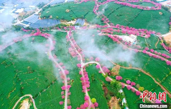 櫻花沿著茶山的小道競相開放，仿佛一條條纏繞在山間的彩帶?！↓垘r市融媒體中心供圖