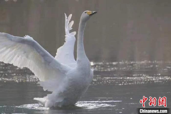 2月27日，30多只大天鵝飛臨北京市平谷區(qū)金海湖。它們在春日暖陽下的湖水中息憩?！⊥觚堒S 攝