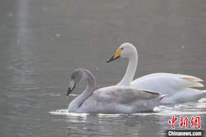 2月27日，30多只大天鵝飛臨北京市平谷區(qū)金海湖。它們在春日暖陽下的湖水中息憩?！⊥觚堒S 攝