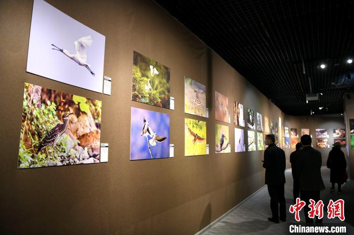 市民觀看精美的鳥類圖片展?！⊥鯑|明 攝