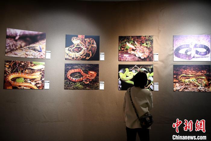 市民觀看精美的野生動(dòng)物圖片展?！⊥鯑|明 攝