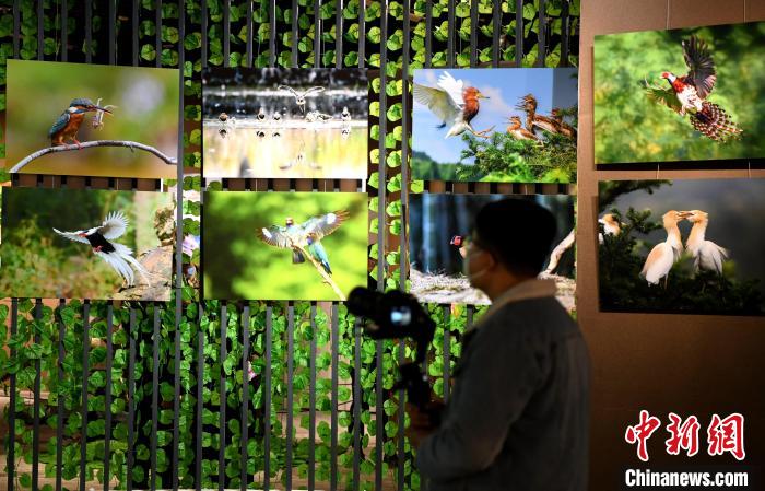 市民觀看精美的鳥類圖片展?！⊥鯑|明 攝
