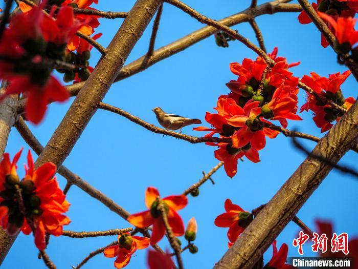 木棉花開，吸引鳥兒覓食嬉戲?！×栝?攝