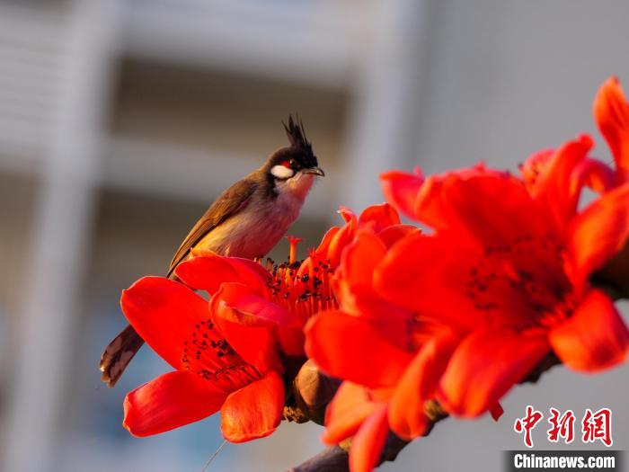 木棉花開，吸引鳥兒覓食嬉戲?！×栝?攝