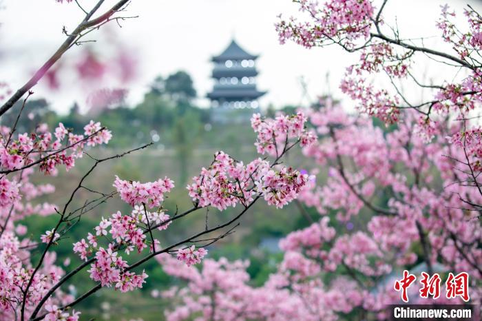 櫻花綻放春景如畫?！『喂饷?攝