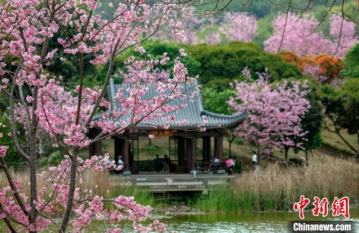 櫻花綻放春景如畫?！『喂饷?攝