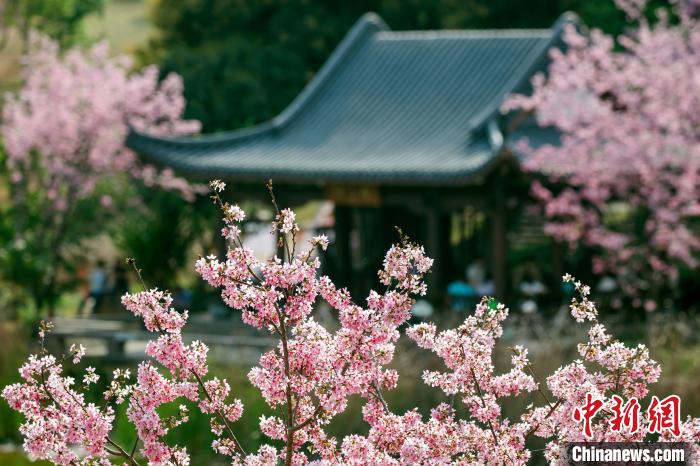 櫻花綻放，風景秀美。　何光民 攝