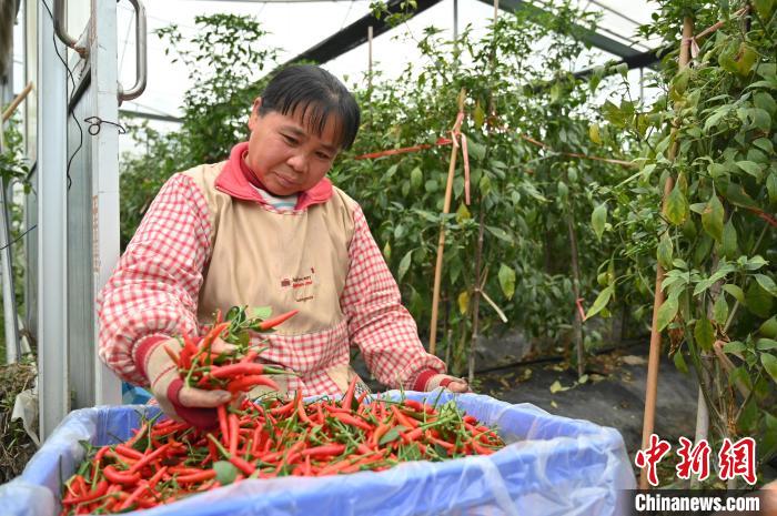 工作人員在賀州市八步區(qū)東融(供港)蔬菜基地采收辣椒。　俞靖 攝