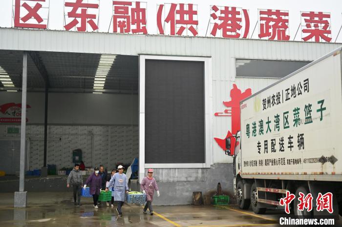 賀州市每年約有七成蔬菜供應(yīng)粵港澳大灣區(qū)市場。圖為菜農(nóng)們在轉(zhuǎn)運(yùn)各類蔬菜?！∮峋?攝