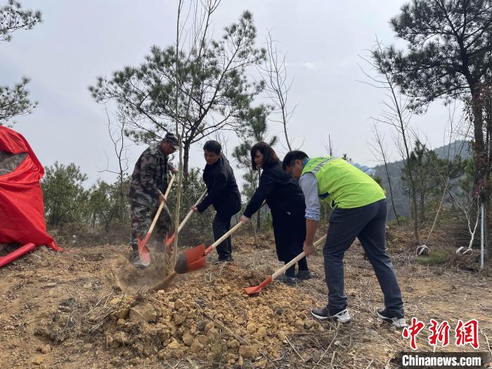 “樟臺(tái)青年林”植樹活動(dòng)現(xiàn)場。　永泰縣委臺(tái)港澳辦 供圖