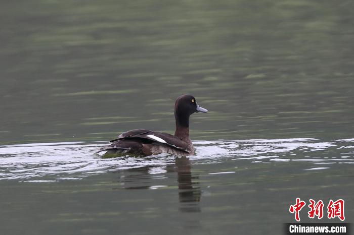 圖為鳳頭潛鴨在水中嬉戲?！⌒?攝